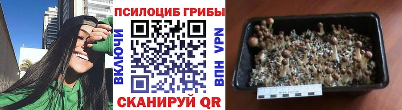 Галлюциногенные грибы Psilocybe  купить наркотик  Усолье-Сибирское 